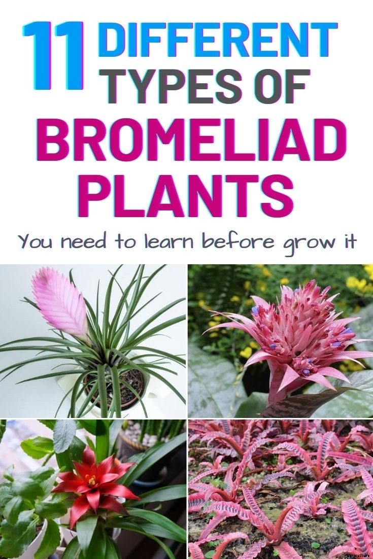 11 Different Types of Bromeliad Plants