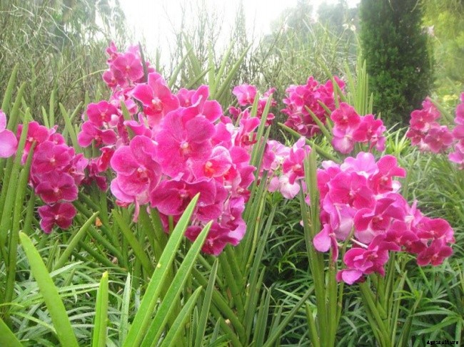 Proper Identification of Orchid Problems and Provide The Treatment