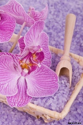Proper Identification of Orchid Problems and Provide The Treatment