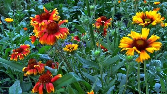 Names of Flowers According to Traditional Calendars