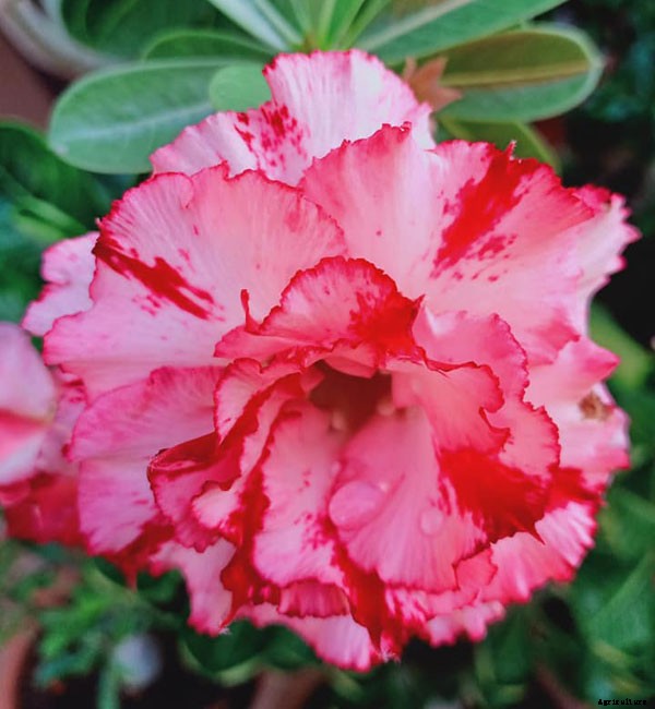 Names of Flowers According to Traditional Calendars