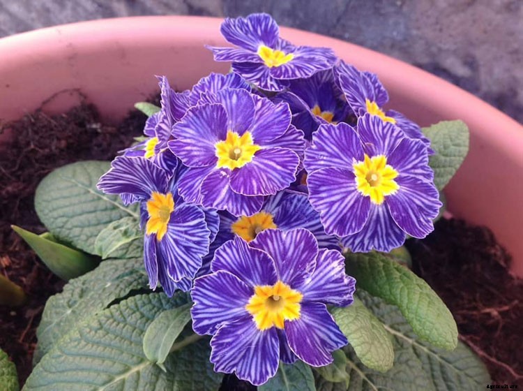 Names of Flowers According to Traditional Calendars