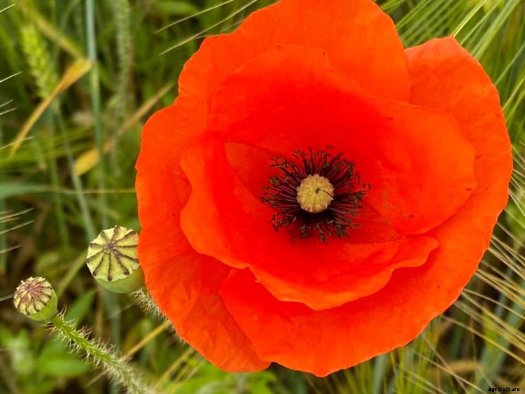 Names of Flowers According to Traditional Calendars