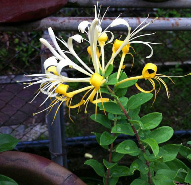 Names of Flowers According to Traditional Calendars