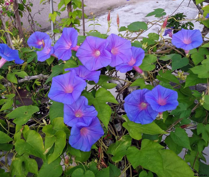 Names of Flowers According to Traditional Calendars