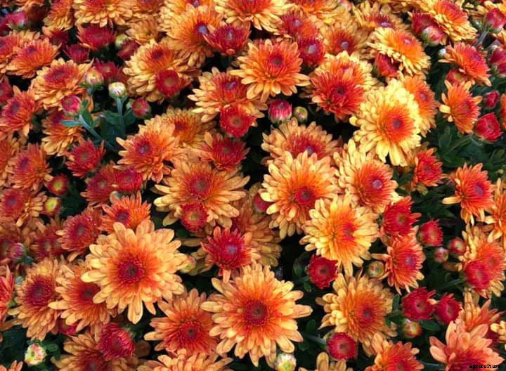 Names of Flowers According to Traditional Calendars