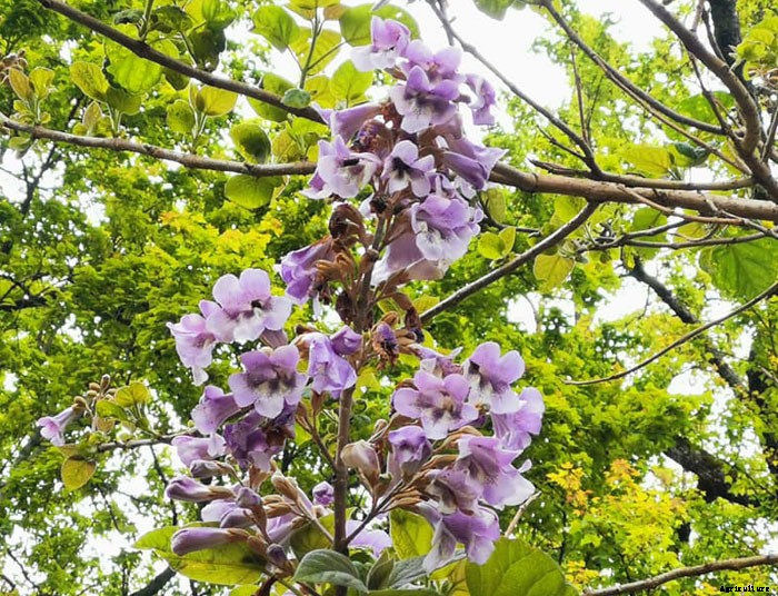 Names of Flowers According to Traditional Calendars