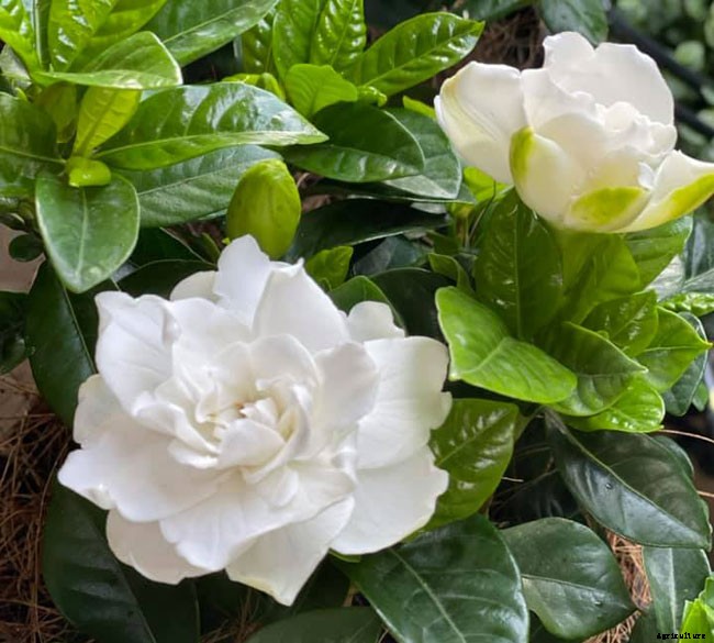 Names of Flowers According to Traditional Calendars