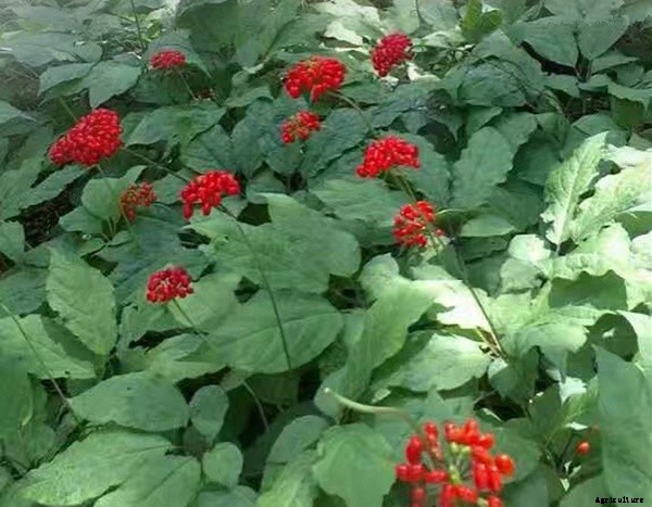 Growing Ginseng – Picking, Planting, Caring, Harvesting and Transplanting