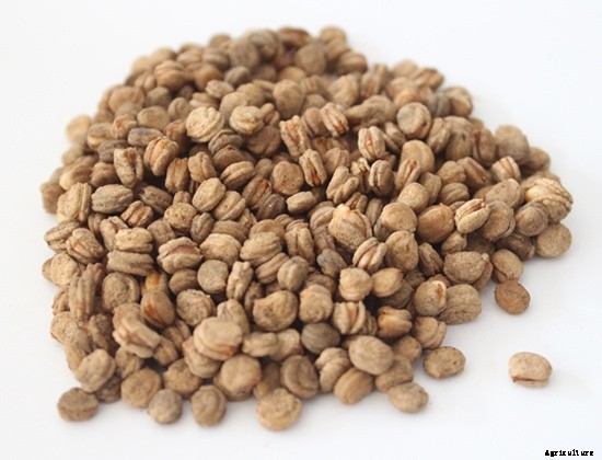 Growing Ginseng – Picking, Planting, Caring, Harvesting and Transplanting