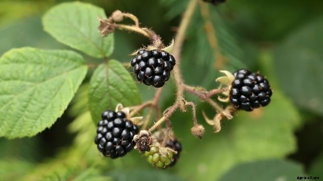 Growing Blackberries In Your Home Garden