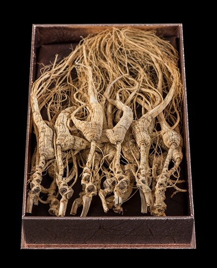 Growing Ginseng – Picking, Planting, Caring, Harvesting and Transplanting