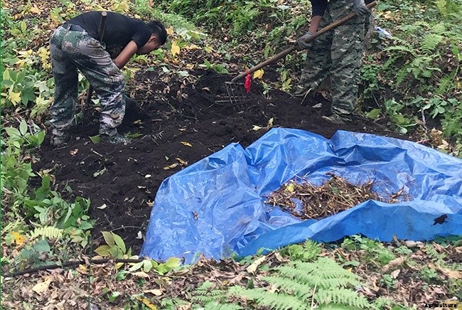 Growing Ginseng – Picking, Planting, Caring, Harvesting and Transplanting