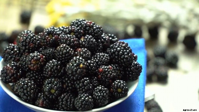 Growing Blackberries In Your Home Garden