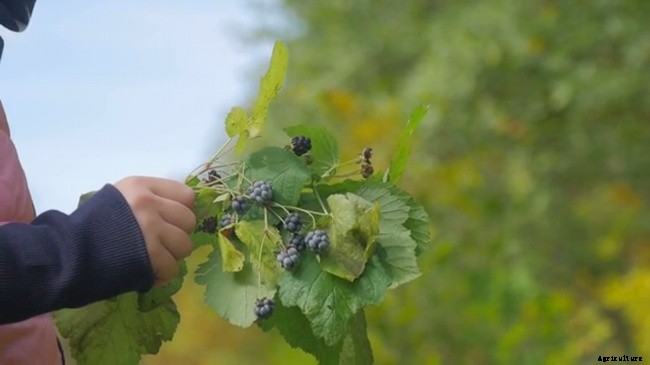 Growing Blackberries In Your Home Garden