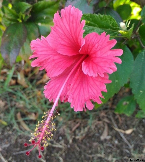 How To Grow and Take Care of Hibiscus Plants