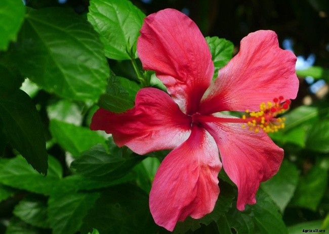 How To Grow and Take Care of Hibiscus Plants