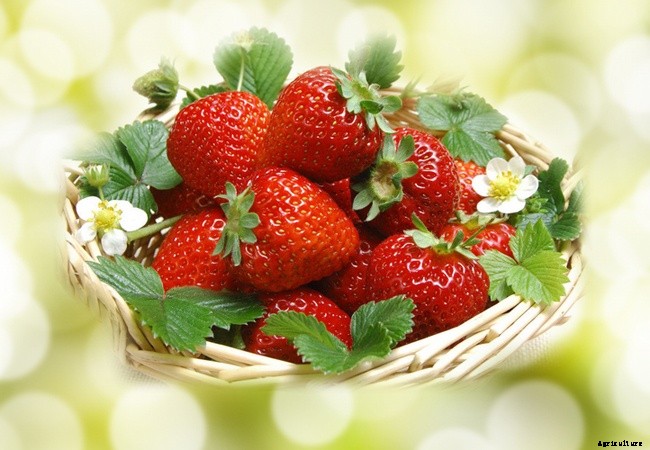 Best Method Of Growing, Harvesting, and Caring of Strawberries