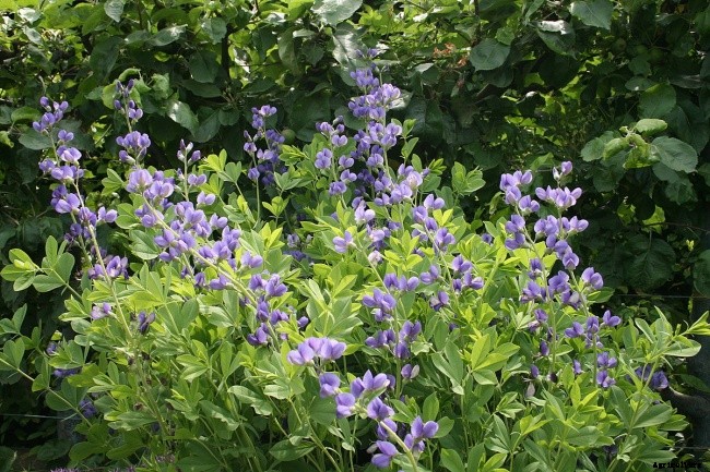 How to Successfully Grow and Care for an Indigo Plant