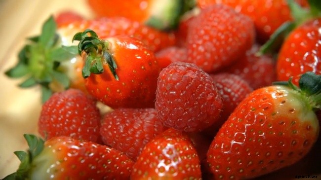 Best Method Of Growing, Harvesting, and Caring of Strawberries
