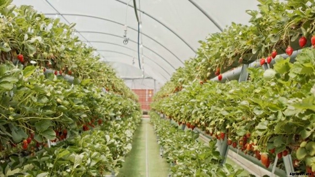 Best Method Of Growing, Harvesting, and Caring of Strawberries