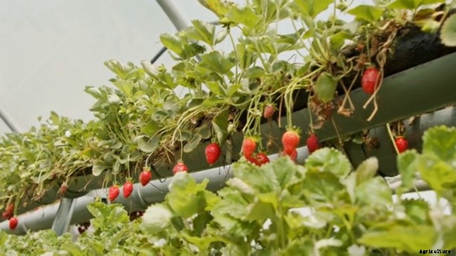 Best Method Of Growing, Harvesting, and Caring of Strawberries