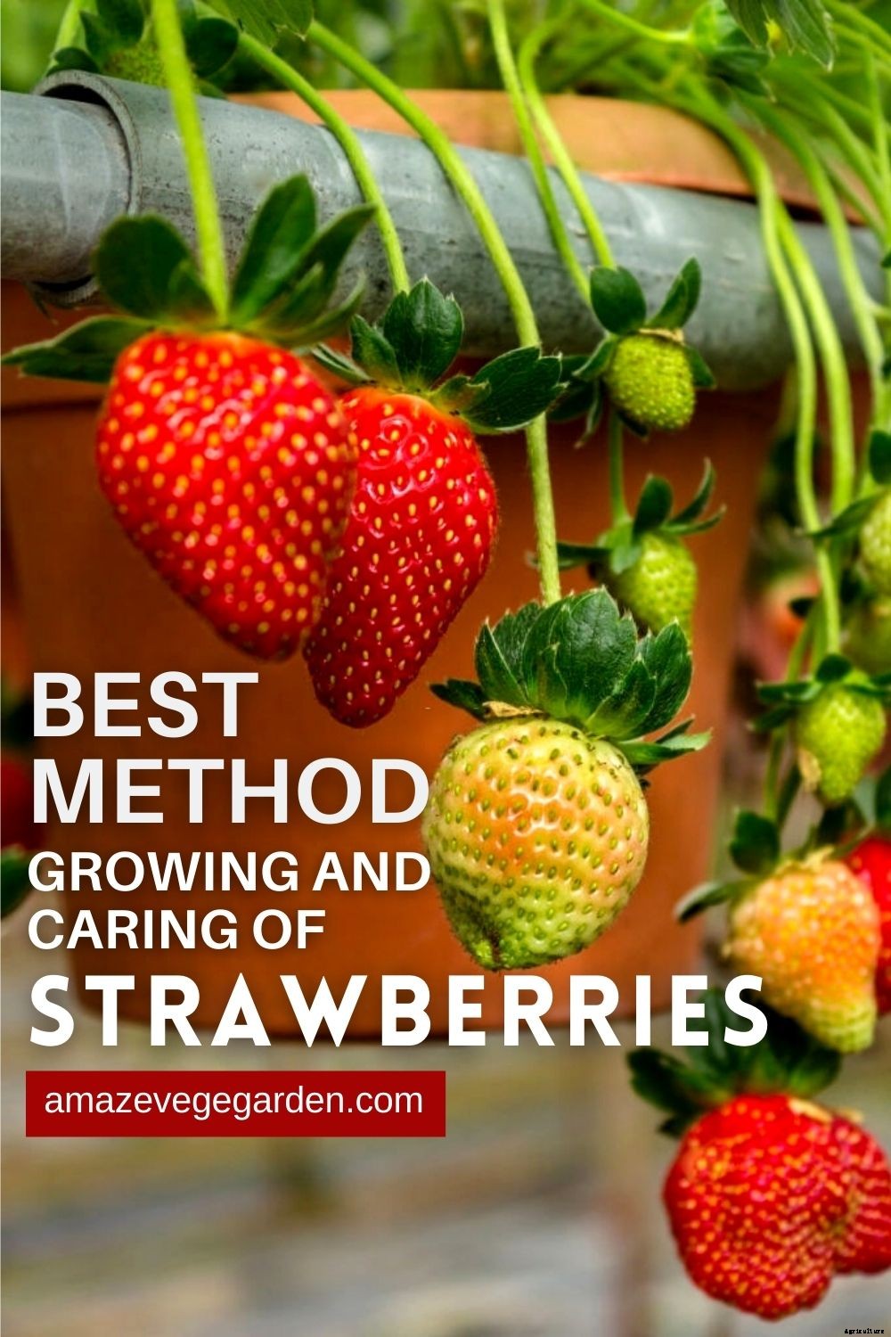 Best Method Of Growing, Harvesting, and Caring of Strawberries