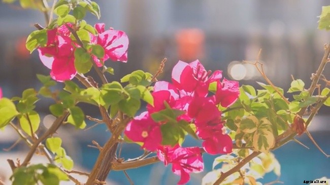 Bougainvillea Plant – Beautiful But Nasty Plant To Work With