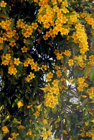 Knowing These 3 Types of Jasmine – Carolina, Arabian and Downy