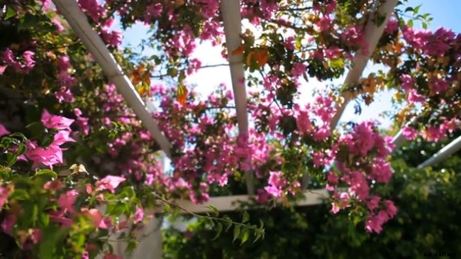Bougainvillea Plant – Beautiful But Nasty Plant To Work With