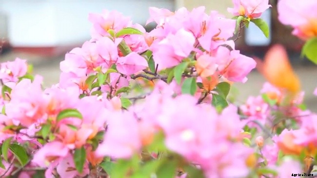 Bougainvillea Plant – Beautiful But Nasty Plant To Work With