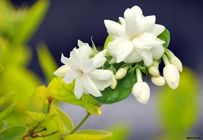 Knowing These 3 Types of Jasmine – Carolina, Arabian and Downy