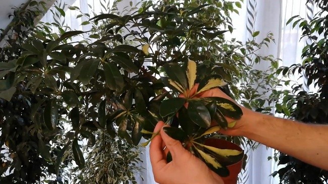 All About Umbrella Plants – Types, Grow, Care and Propagate