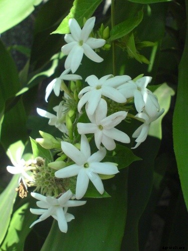 Knowing These 3 Types of Jasmine – Carolina, Arabian and Downy