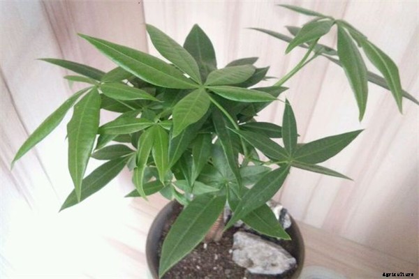 All About Umbrella Plants – Types, Grow, Care and Propagate