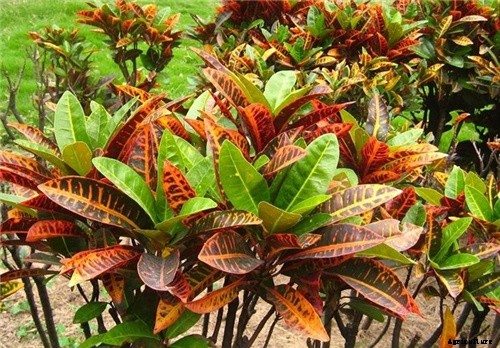 How To Grow Croton Plants Indoors Or Outdoors
