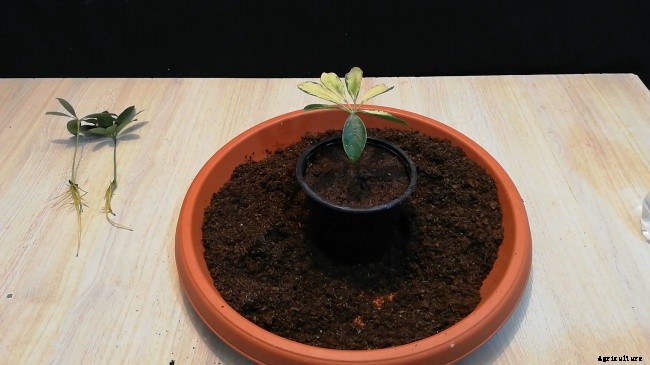 All About Umbrella Plants – Types, Grow, Care and Propagate