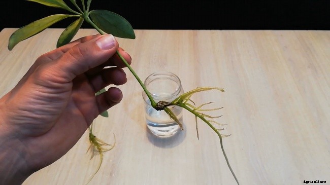 All About Umbrella Plants – Types, Grow, Care and Propagate