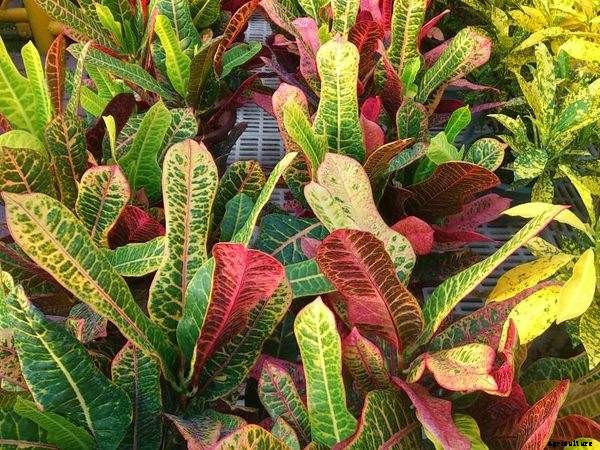 How To Grow Croton Plants Indoors Or Outdoors