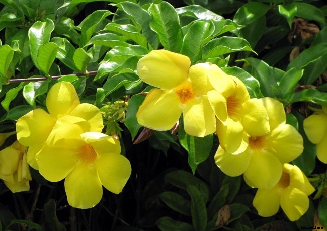 Yellow Allamanda Bush Flowering Shrub