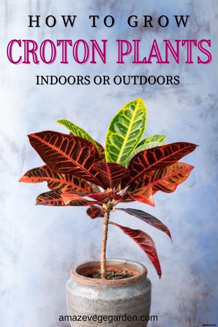 How To Grow Croton Plants Indoors Or Outdoors