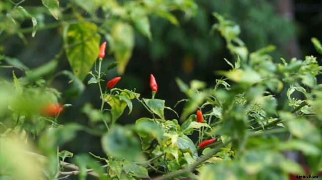 10 Best Garden Crops For Beginners