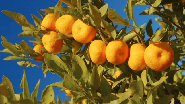 10 Best Garden Crops For Beginners