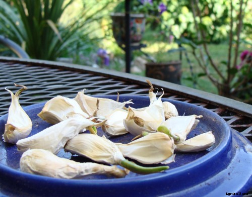 10 Best Garden Crops For Beginners