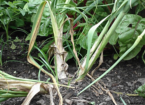 10 Best Garden Crops For Beginners