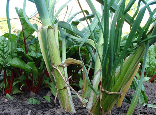 10 Best Garden Crops For Beginners