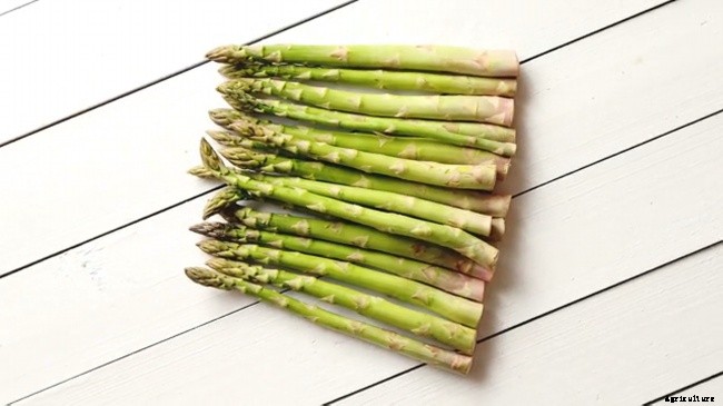 10 Best Garden Crops For Beginners