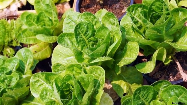 10 Best Garden Crops For Beginners
