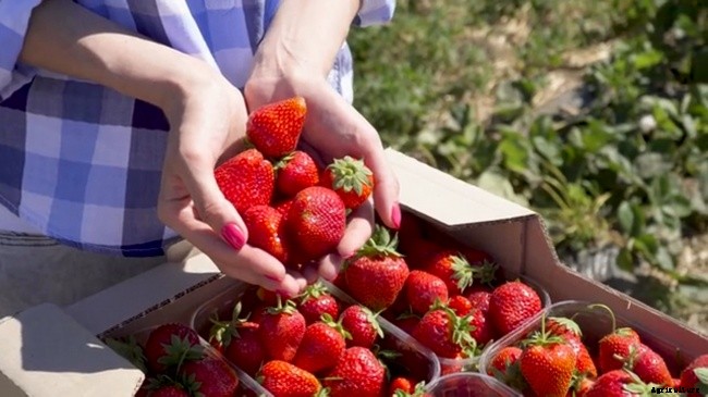 10 Best Garden Crops For Beginners