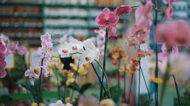 Healthy Orchids Stems and Roots For Flourishing Blooms